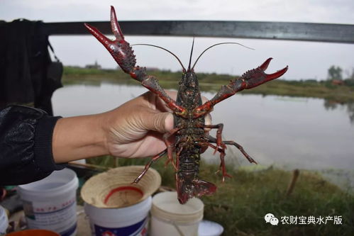 30年水产老兵转行养小龙虾,一年赚25万元 秘籍曝光
