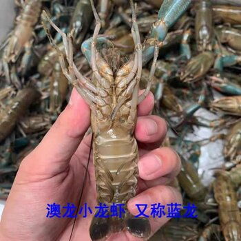 楚淼水产鲜活龙虾 澳洲淡水小龙虾 1两以上规格 养殖批发供应