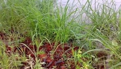 养殖小龙虾水塘水多深适合
