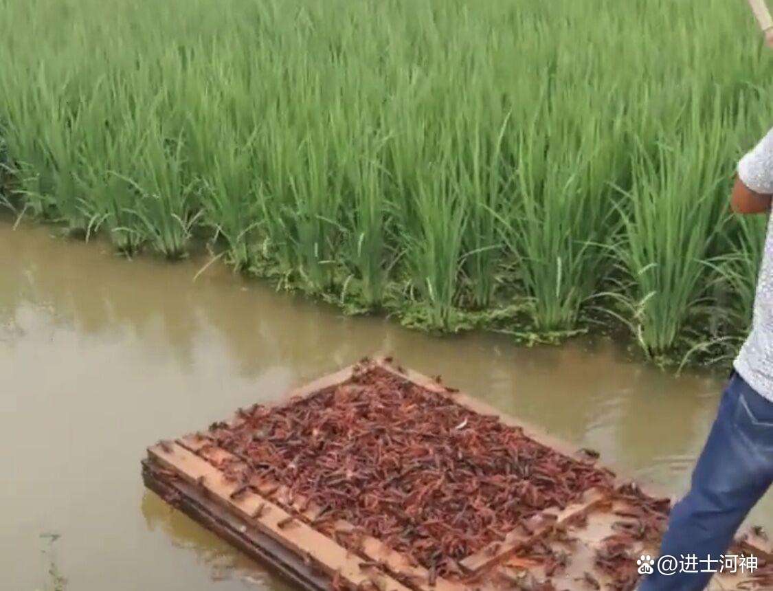 湖北小龙虾养殖技术及市场前景介绍