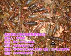 张家界养殖龙虾,养殖龙虾池围多高,武汉农科大 优质商家