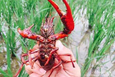 潜江:稻花香里龙虾红