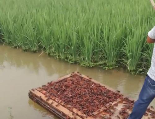 养殖小龙虾