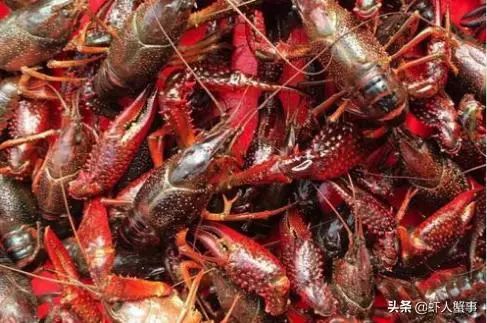 国外研究者解剖1368只小龙虾,只想告诉你龙虾养殖这样投喂才合理