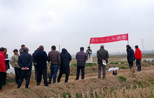 王场镇 虾稻共作 技术送到田间地头