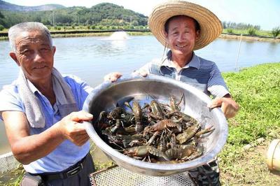 “舌尖新美味”南京澳洲小龙虾引来百余民众尝鲜
