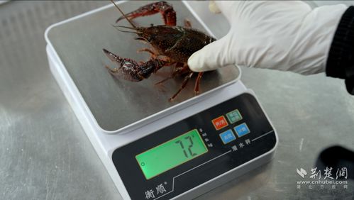 武汉 小龙虾一人食 外卖套餐走俏 有商家日销订单增长4倍