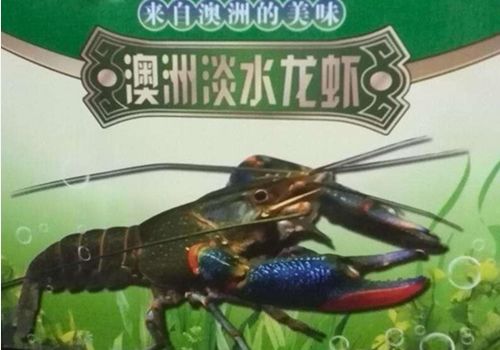 推荐养殖武隆 澳洲龙虾厂家专业技术指导行业动态