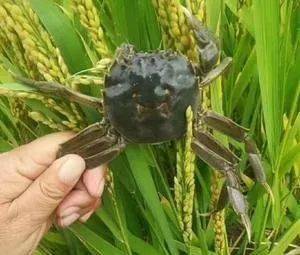 稻熟蟹肥 十一 长假来这里玩耍,免费送螃蟹