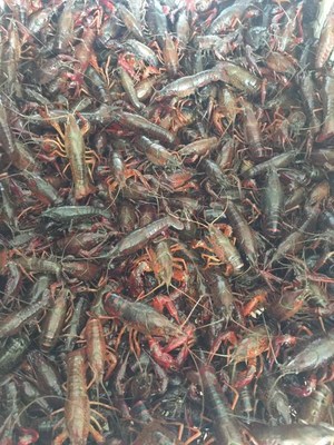 小龙虾苗多少钱一斤-小龙虾虾苗价格