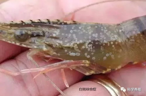 水产养殖中的三类疫病