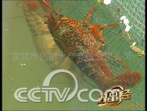 宜城市亿田水产养殖
