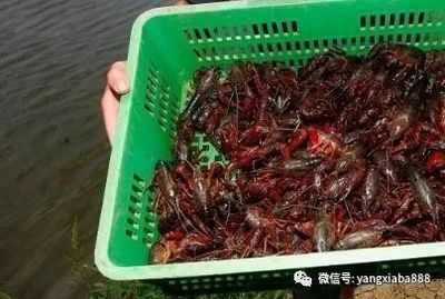 厉害!妙法养殖小龙虾,1亩水塘的年产值可过万!