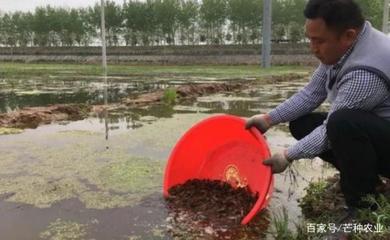 学会这4个关键技术,池塘养殖龙虾就成功了一半,快来看看吧