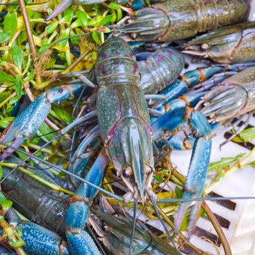 澳洲淡水龙虾,小龙虾