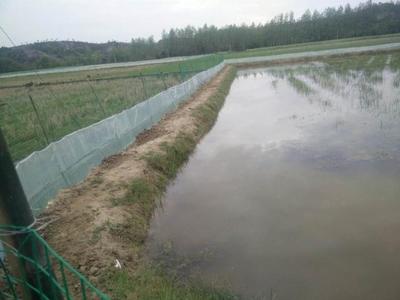 小龙虾市场需求量高,常见的4个养殖模式,你选择哪一种?