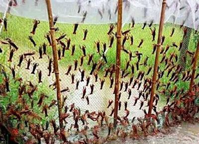 养小龙虾利润怎么样?龙虾养殖一亩投资成本多少?