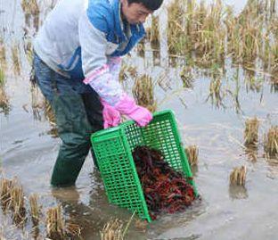 农村小伙毫无经验回乡养殖小龙虾,走出了自己的一番天地
