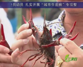庐江 稻虾连作 5年蝶变 开启绿色增收新模式