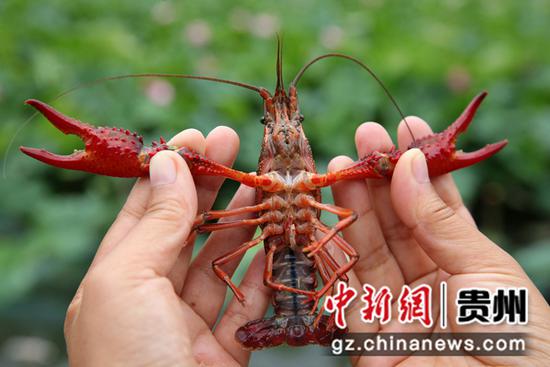 贵州黔西 荷塘龙虾肥