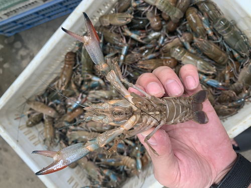 楚淼鲜活小龙虾 养殖澳洲小龙虾 奥龙 蓝龙 1 1.5两规格 冷链发货包活到家