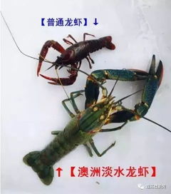 龙虾界 新贵 定居连江 个大肉嫩敲开群众致富门