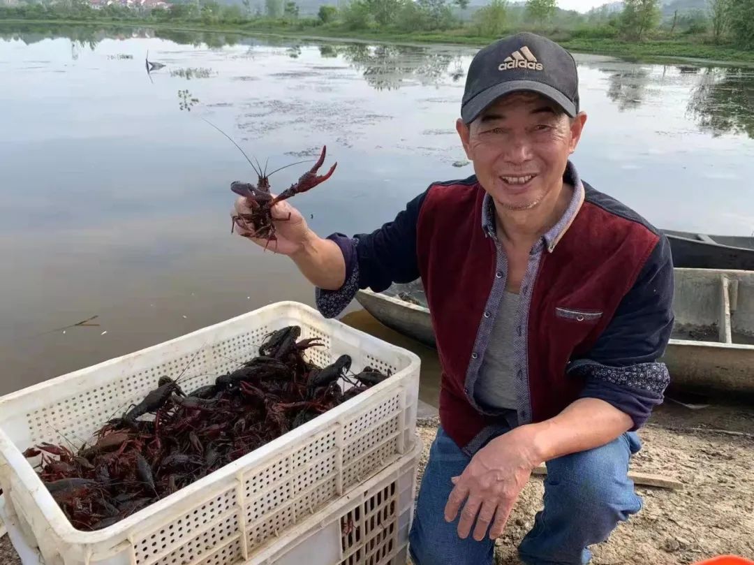 吃过冇?鄂州有种小龙虾喝豆浆红糖水长大!