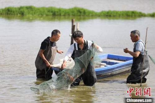 江西小龙虾养殖面积249万亩 综合产值达300亿