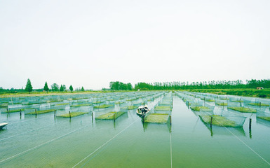 湖北淡水产品产量连续20年全国第一
