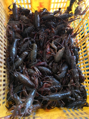 为湖北拼单,苏宁超市秭归橙热卖,家乐福17日上架荆州小龙虾