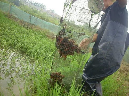 水产市场已经凉了 大闸蟹已经步小龙虾后尘,明年价格还会暴跌
