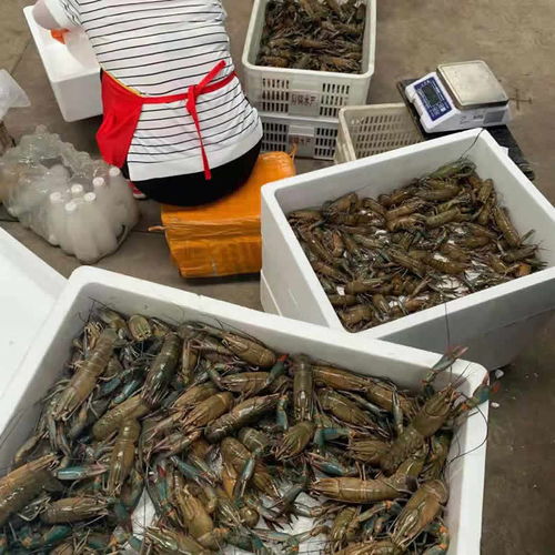 楚淼水产鲜活龙虾 澳洲淡水小龙虾 1两以上规格 养殖批发供应