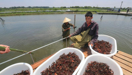 小龙虾夏季高温饲养管理 强免疫、抗应激的关键措施