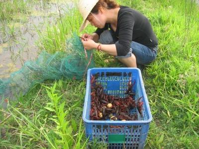 四川龙虾养殖基地 生态养殖与产业发展的典范