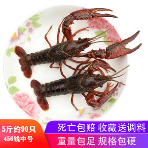 小红虾活体观察与养殖管理指南