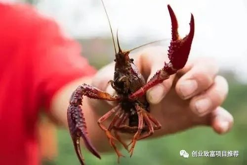 养殖小龙虾 创业致富的可行性分析与项目指南