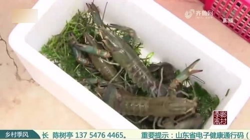 从水暖工程到蓝龙虾养殖 一位工程师的跨界之路与澳洲小蓝龙的优势