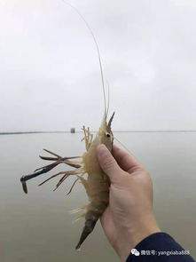 六只虾一斤重，龙虾养殖蕴商机